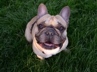 Animal abuse soars in Devon