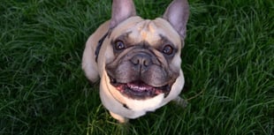 Animal abuse soars in Devon