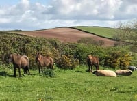Four horses missing