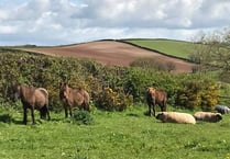 Four horses missing