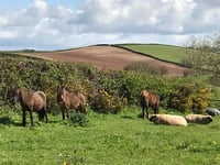 Four horses missing