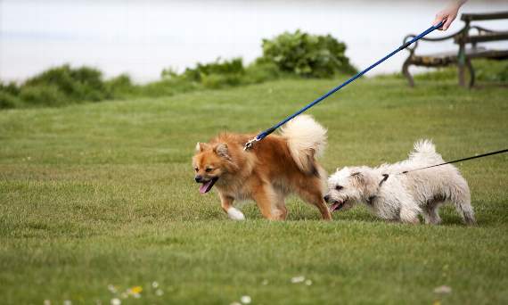 South Hams District Council cracks down on irresponsible dog owners