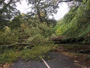 Shaugh Prior fallen tree: Road to Bickleigh blocked in both directions
