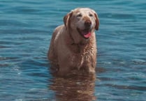 Council issues advice to dog owners and beach lovers