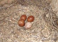 Police need your help to protect our wild birds
