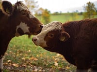 Ugborough farmer banned from keeping animals after cattle and sheep left suffering