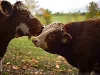Ugborough farmer banned from keeping animals after cattle and sheep left suffering