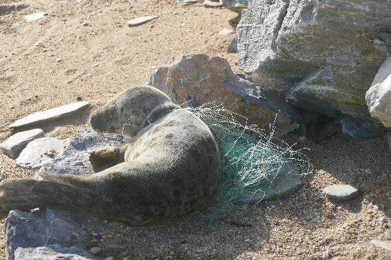 Distressed seal pup entangled in fishing net cut free by volunteers