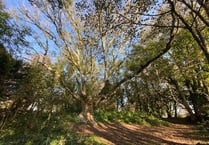 Essential works to be carried out to a much-loved tree