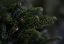 Where and how to dispose of those old Christmas trees