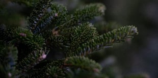 Where and how to dispose of those old Christmas trees
