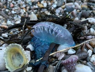 Poisonous Portuguese Man O'War found on South Hams Beaches