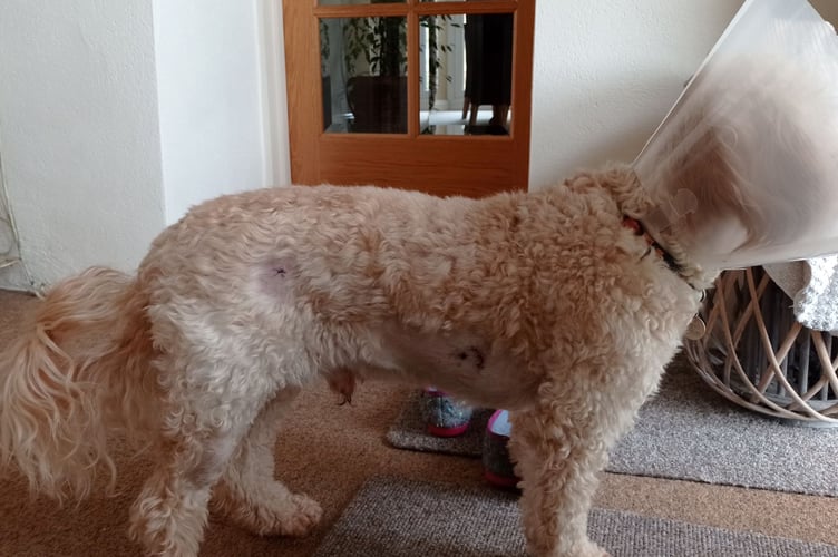 Ted had bite marks close to his vital organs which could have been fatal