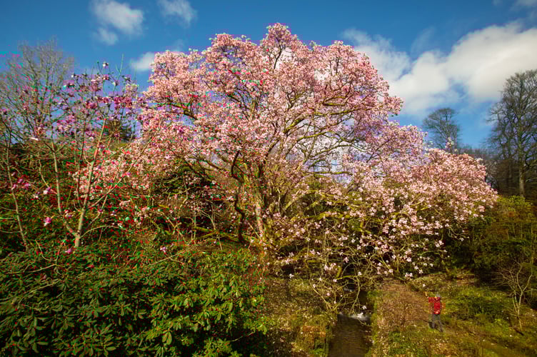 Lorna Howell walks past a huge blooming magnolia at the Lukesland Gardens in Devon. See SWNS story SWPLmagnolia. These stunning pictures show Britain's biggest magnolia tree which achieved its biggest bloom - thanks to a mild Spring. The Magnolia campbellii has the largest spread of any of its kind in the country - and last produced flowers in 2017. Located in Lukesland Gardens in Devon it is not the tallest magnolia in Britain - but is the widest. It was last measured five years ago and had a spread of 28 metres - but the garden's owners the Howells say it is now even bigger.