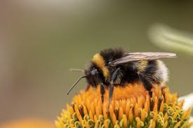 Bumble bee