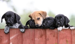 Dozens of dogs were reported stolen in Devon and Cornwall last year.