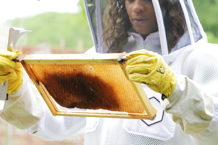 Bee Keeping