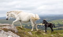 Fosterers needed for Dartmoor pony foals