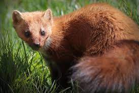 Pine Marten