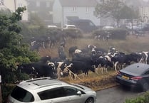 ‘Udder’ Chaos caused by cows moo-ving through village 