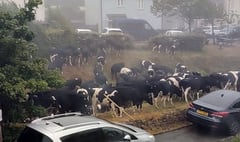 ‘Udder’ Chaos caused by cows moo-ving through village 