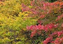Wander around a lovely garden and help local charity