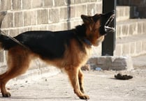 Dog owner’s identity sought after animal lunges at child 