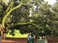 Council secures prosecution for illegal tree felling