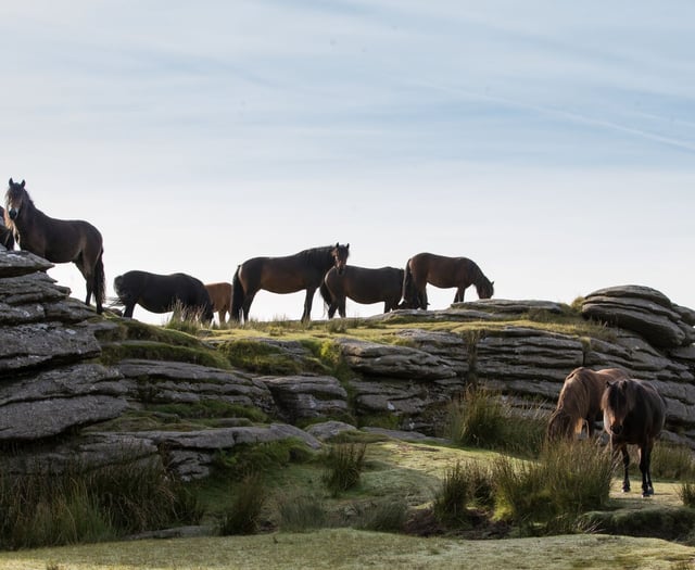 Could you help look after Dartmoor’s beautiful wild ponies? 