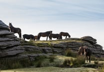 Could you help look after Dartmoor’s beautiful wild ponies? 
