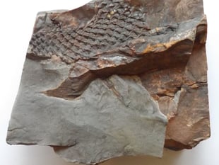 Rare 375 million-year-old fossil  unearthed in a South Hams garden