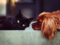 Advice for pet owners this Christmas time