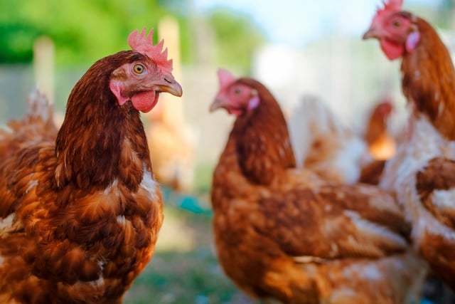 Bird flu: Chief Vet lifts Prevention Zone across the UK
