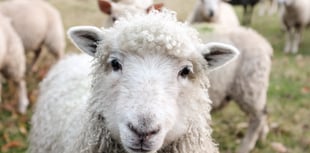 New ‘sheep worrying’ laws backed by council and police