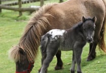 Dartmoor's Miniature Pony Centre closes