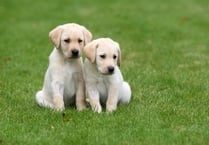 Could you be a volunteer for Guide Dogs?