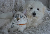 Caring for pets during the current cost of living crisis