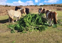 Warning over Dartmoor sheep and pony poisoning