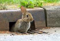 Devon wildlife watchers needed this spring