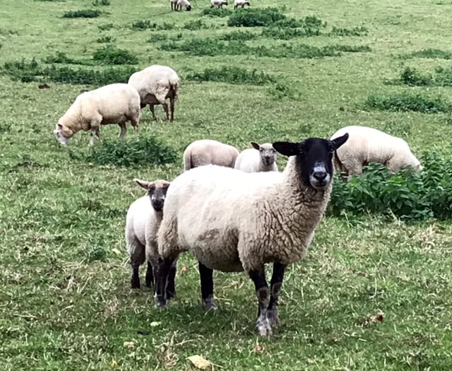 LETTERS TO THE EDITOR: Responses to MP's plea on farming