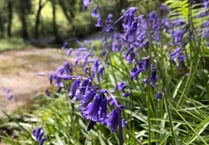 Bluebell weekend ahead