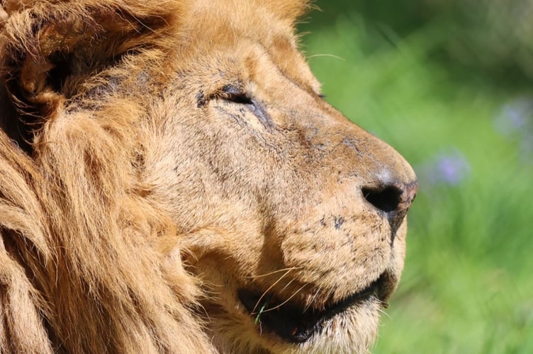 Lion
