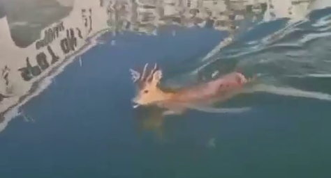 Three scallop divers rescued a young deer which fell into a harbour - pulling it out by its antlers. SWNS story May 2023