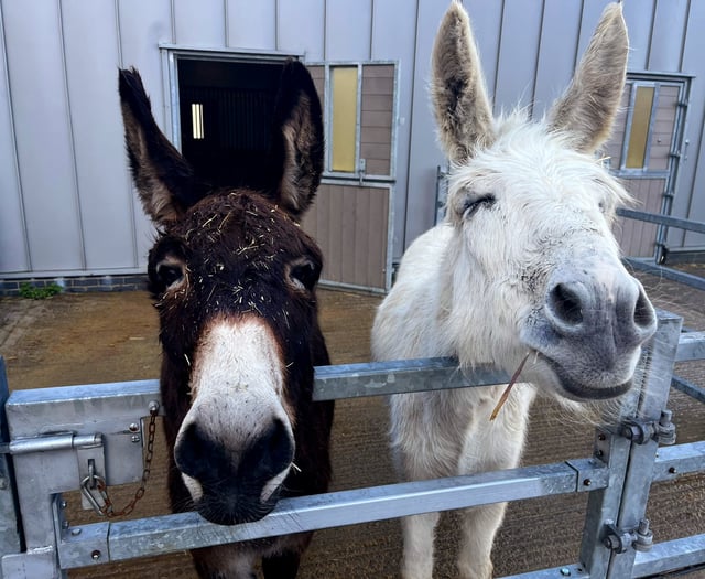 Ivybridge donkey makes full recovery