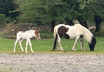 Dartmoor stars
