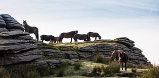 A change in fortune for Dartmoor's ponies