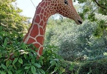 Safari sculptures in town set to increase