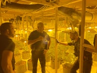 WATCH: 67 arrests and £6.8M of cannabis seized in Operation Scorpion