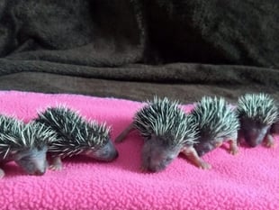 Open garden to help build hedgehog hospital
