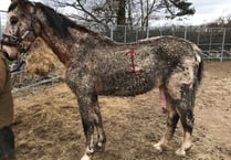 Couple given ten-year animal ban for serious horse neglect